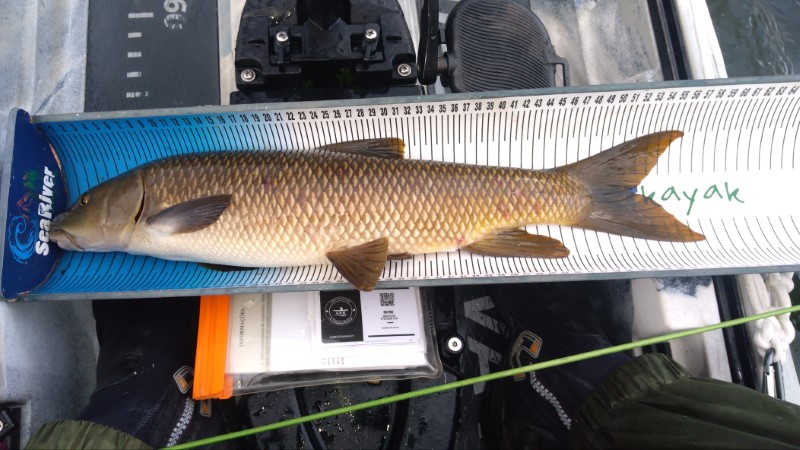 Fish Measure Picture