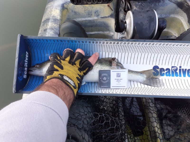 Fish Measure Picture