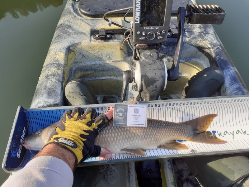 Fish Measure Picture