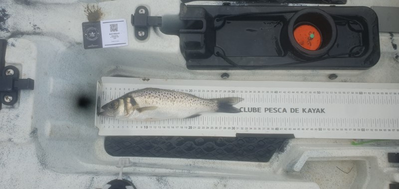 Fish Measure Picture