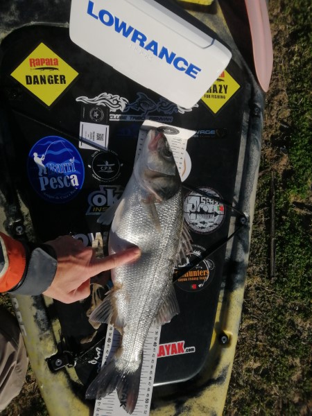 Fish Measure Picture