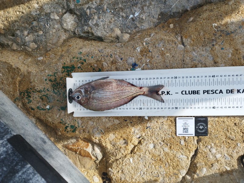 Fish Measure Picture