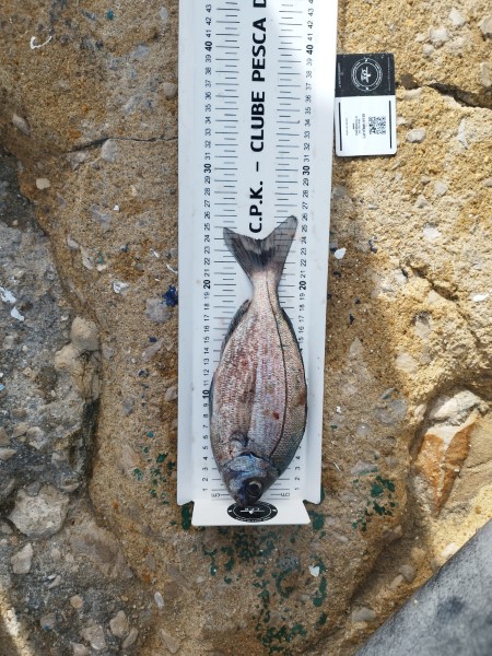 Fish Measure Picture