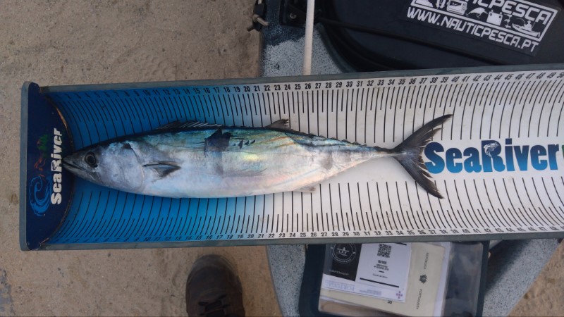 Fish Measure Picture