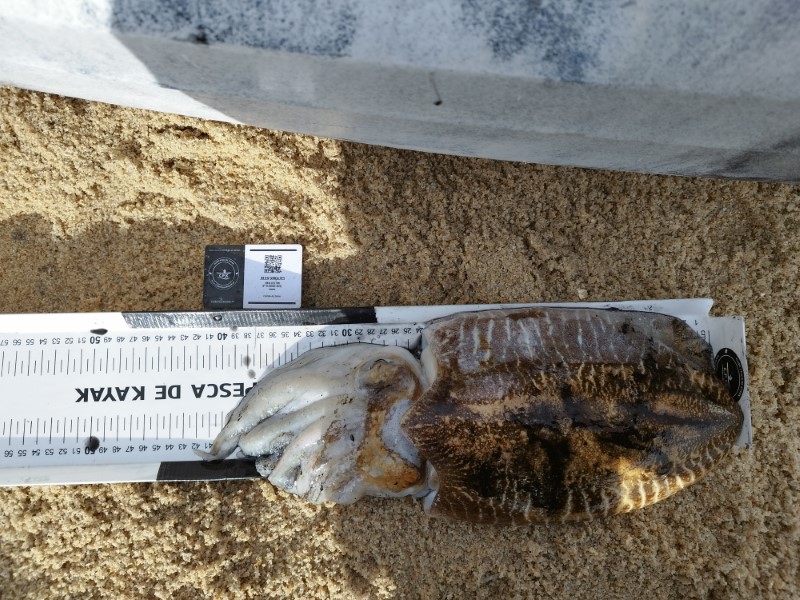 Fish Measure Picture