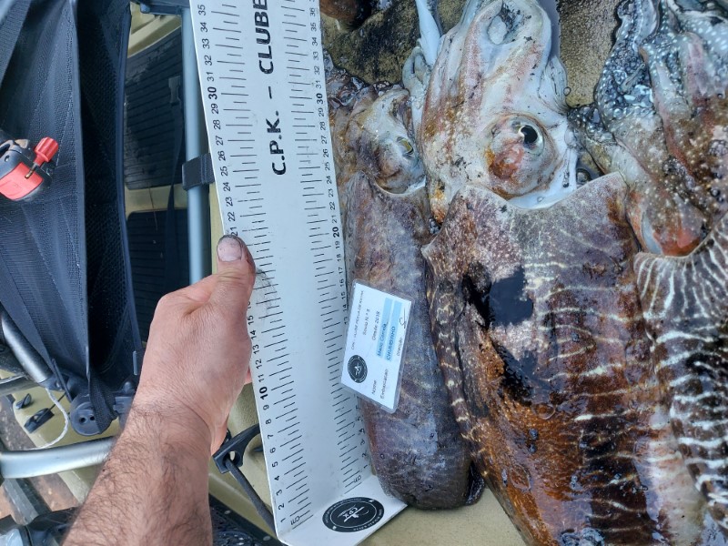 Fish Measure Picture