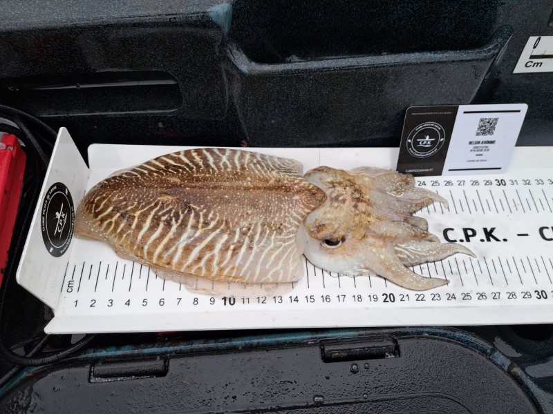 Fish Measure Picture