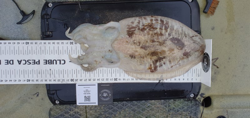 Fish Measure Picture
