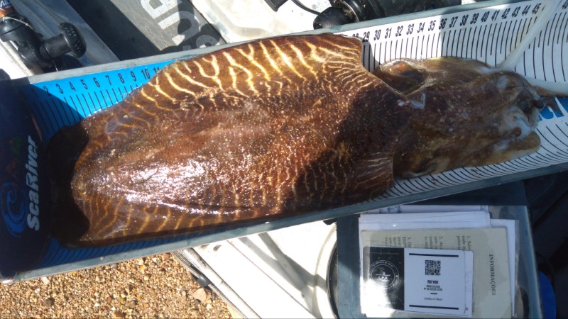 Fish Measure Picture