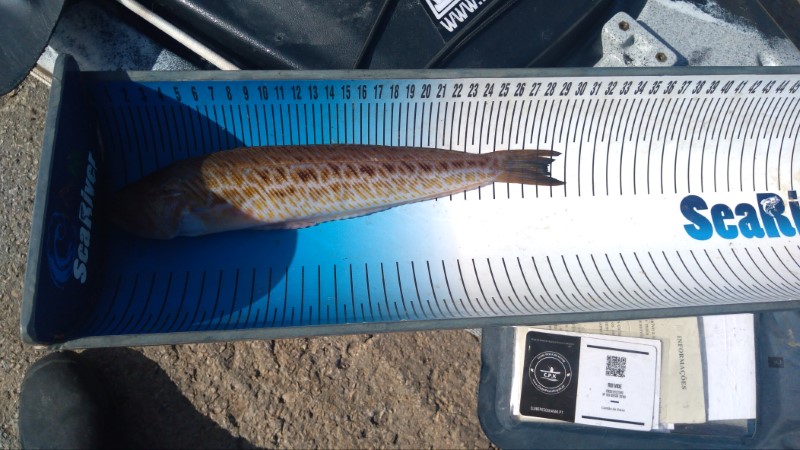 Fish Measure Picture
