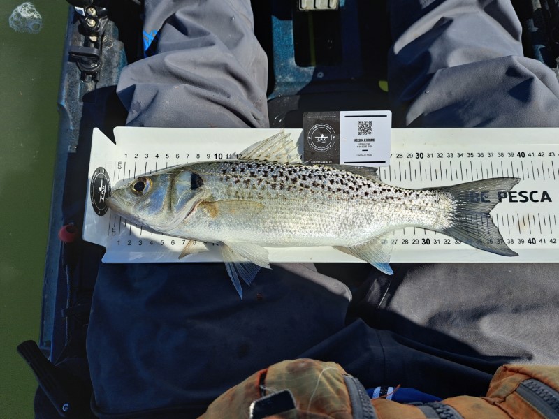 Fish Measure Picture