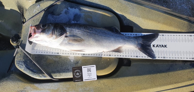Fish Measure Picture