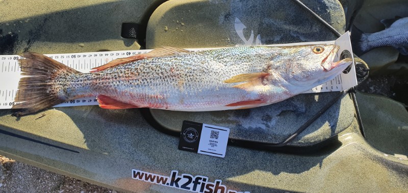 Fish Measure Picture