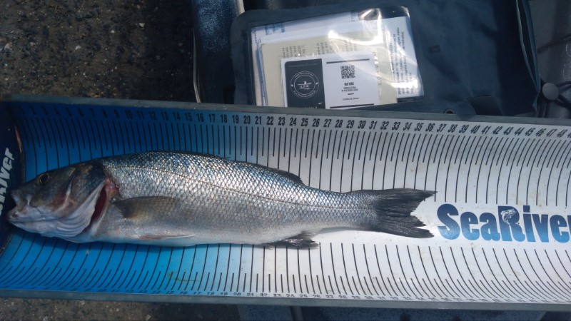 Fish Measure Picture