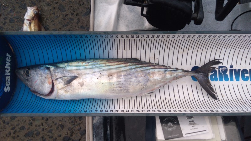Fish Measure Picture