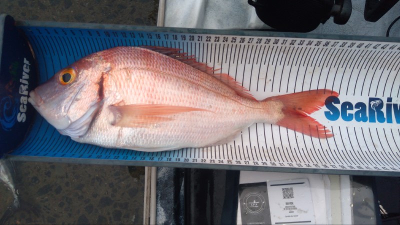 Fish Measure Picture
