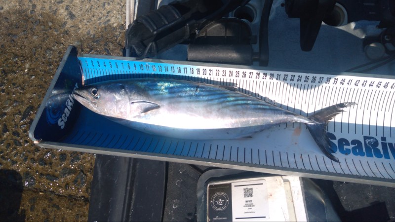 Fish Measure Picture