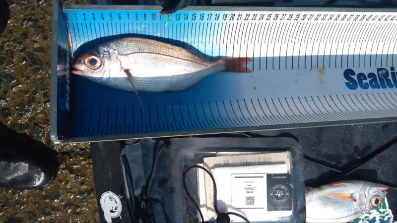 Fish Measure Picture