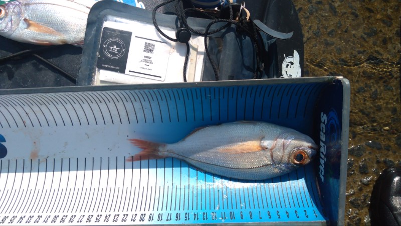 Fish Measure Picture
