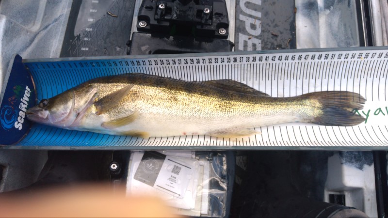 Fish Measure Picture