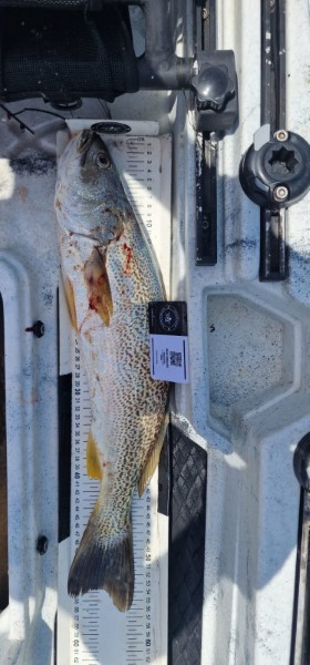 Fish Measure Picture