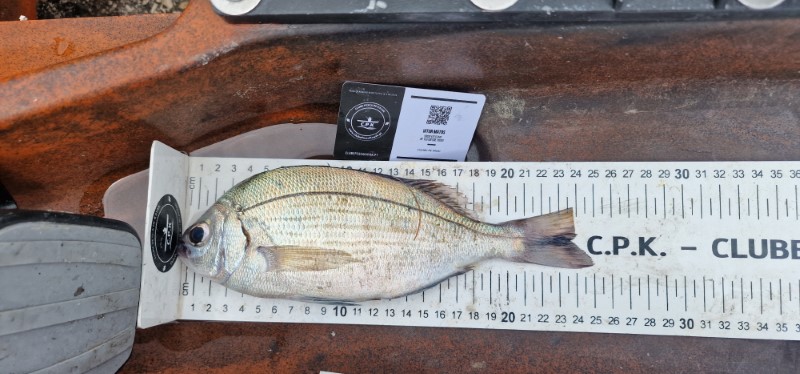 Fish Measure Picture
