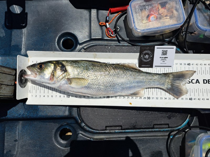 Fish Measure Picture