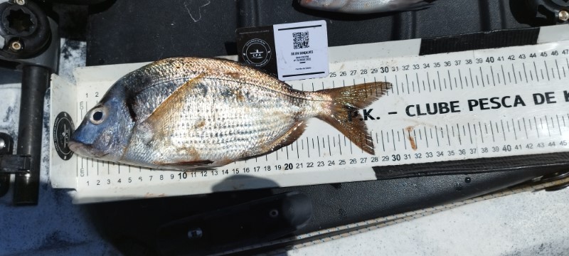 Fish Measure Picture