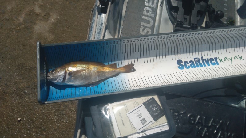 Fish Measure Picture
