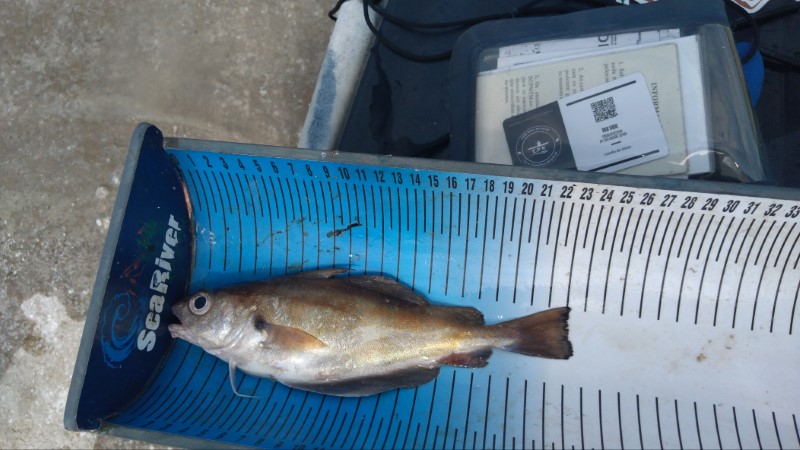 Fish Measure Picture