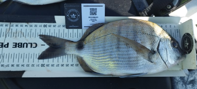 Fish Measure Picture