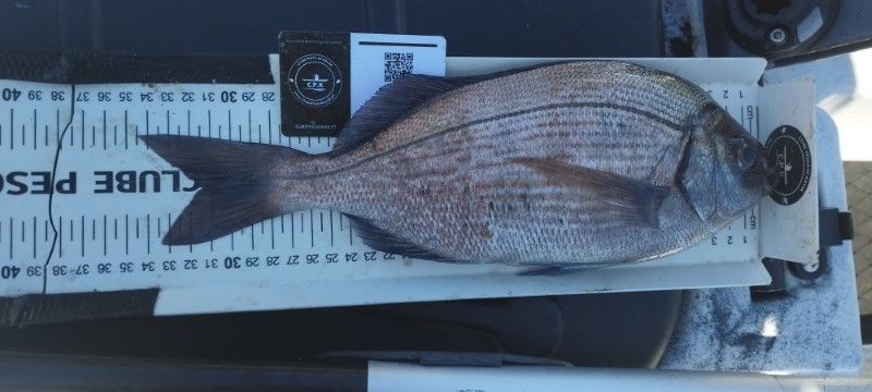 Fish Measure Picture