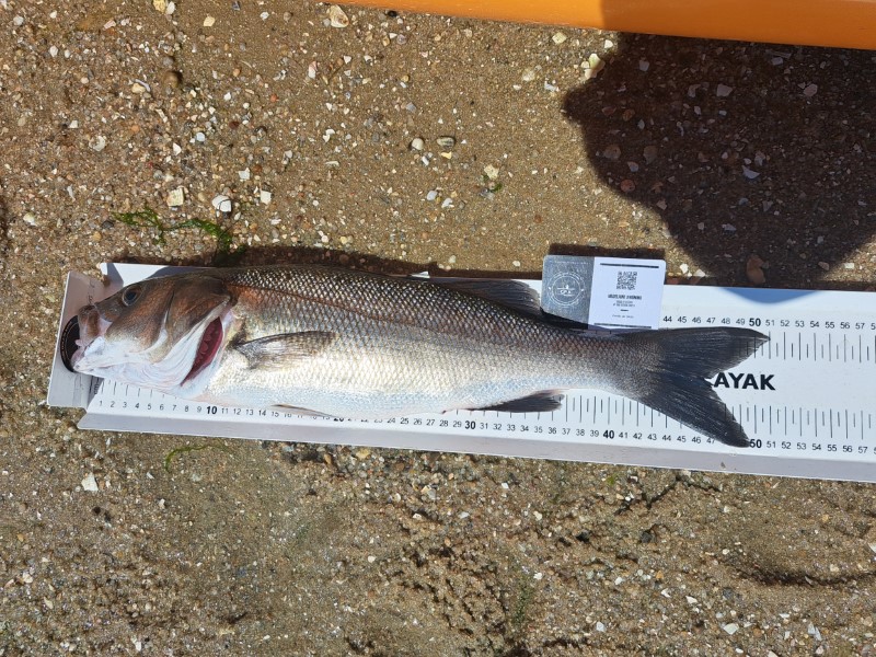 Fish Measure Picture