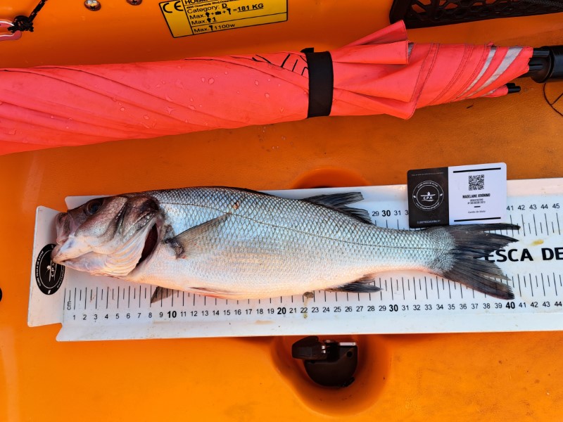 Fish Measure Picture