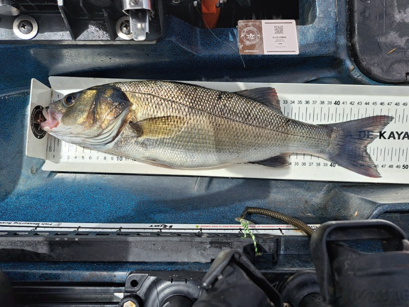 Fish Measure Picture