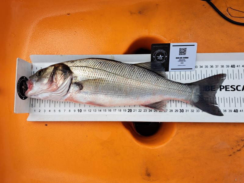 Fish Measure Picture