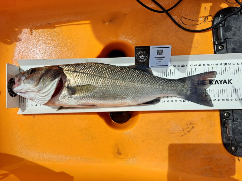Fish Measure Picture