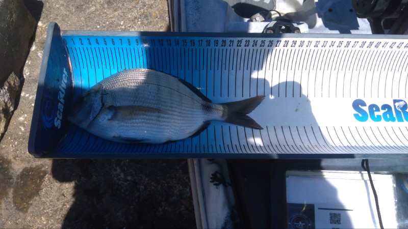 Fish Measure Picture
