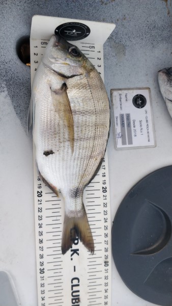 Fish Measure Picture