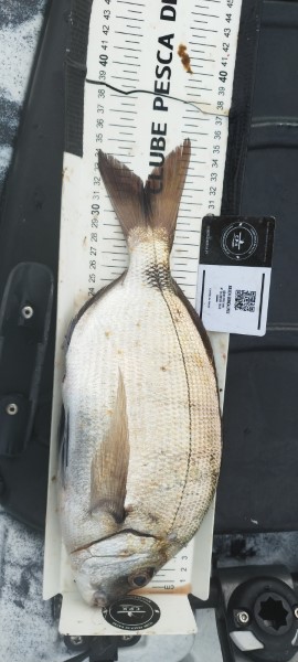 Fish Measure Picture