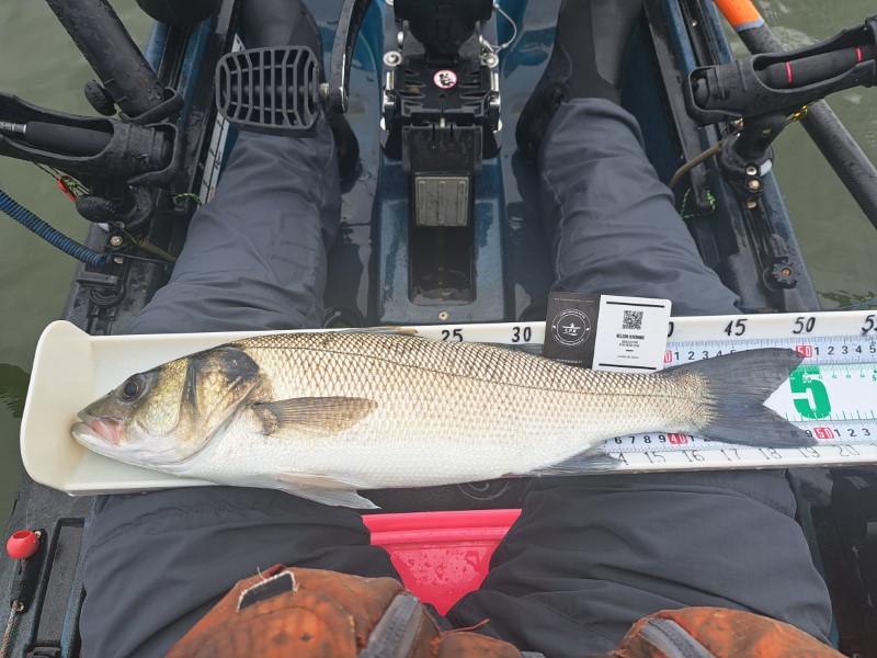 Fish Measure Picture