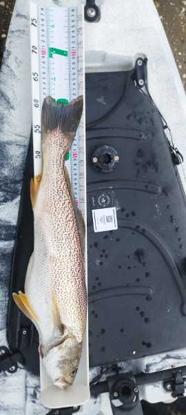 Fish Measure Picture