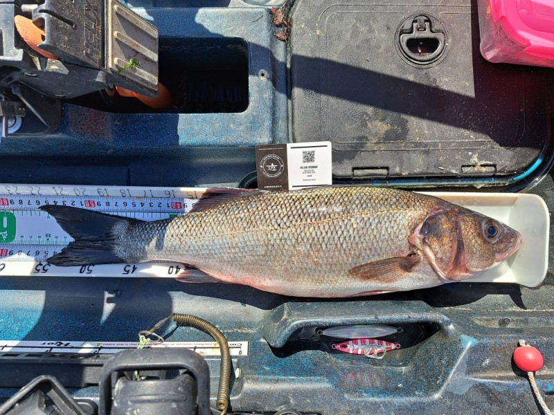 Fish Measure Picture