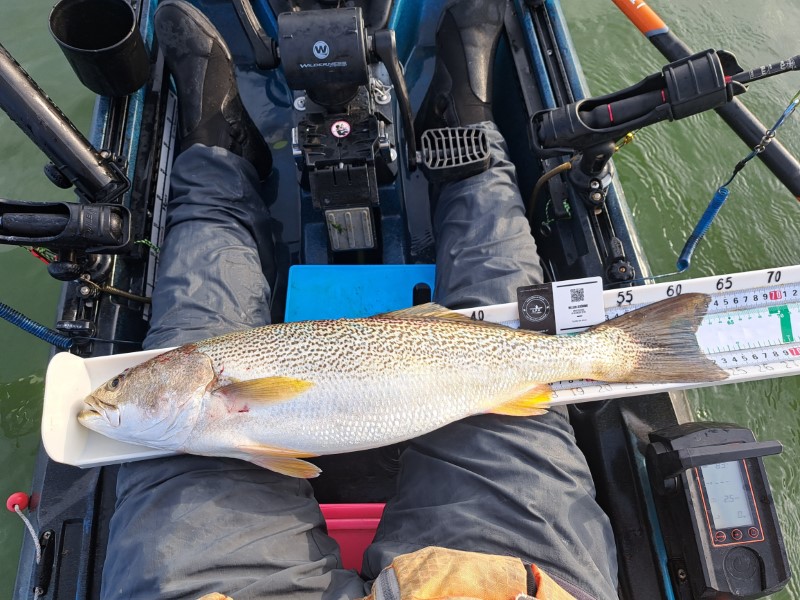 Fish Measure Picture