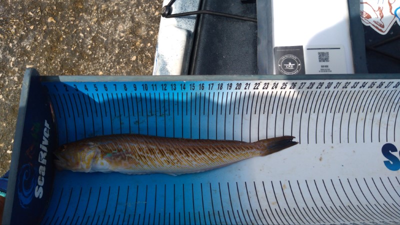 Fish Measure Picture