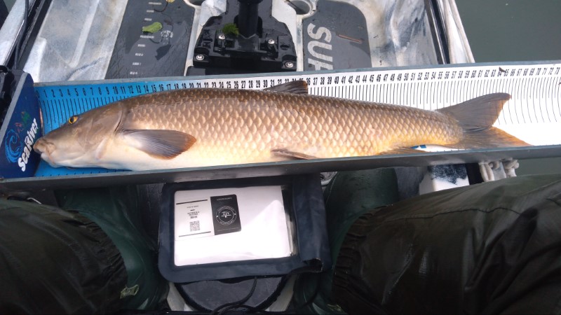 Fish Measure Picture