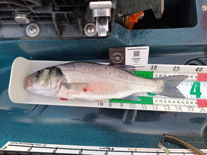 Fish Measure Picture