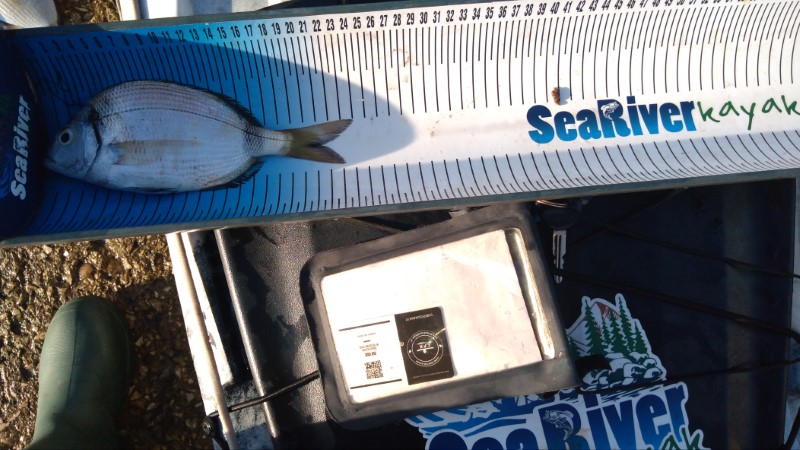 Fish Measure Picture