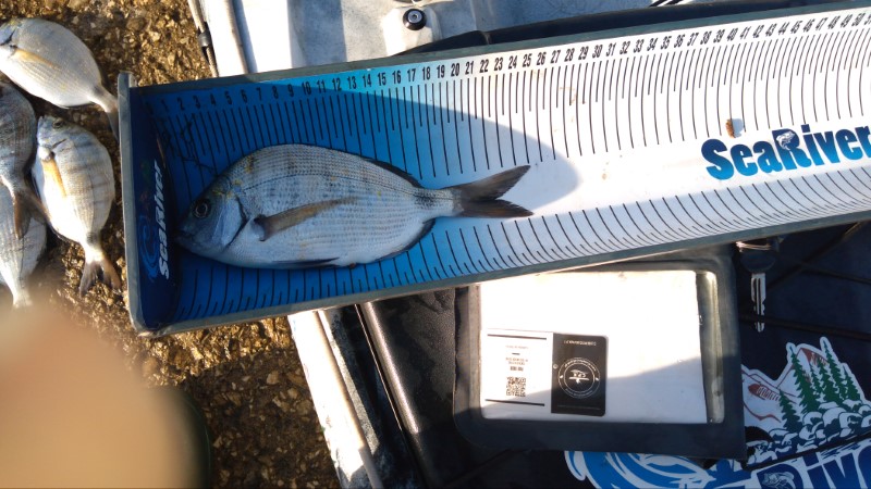 Fish Measure Picture
