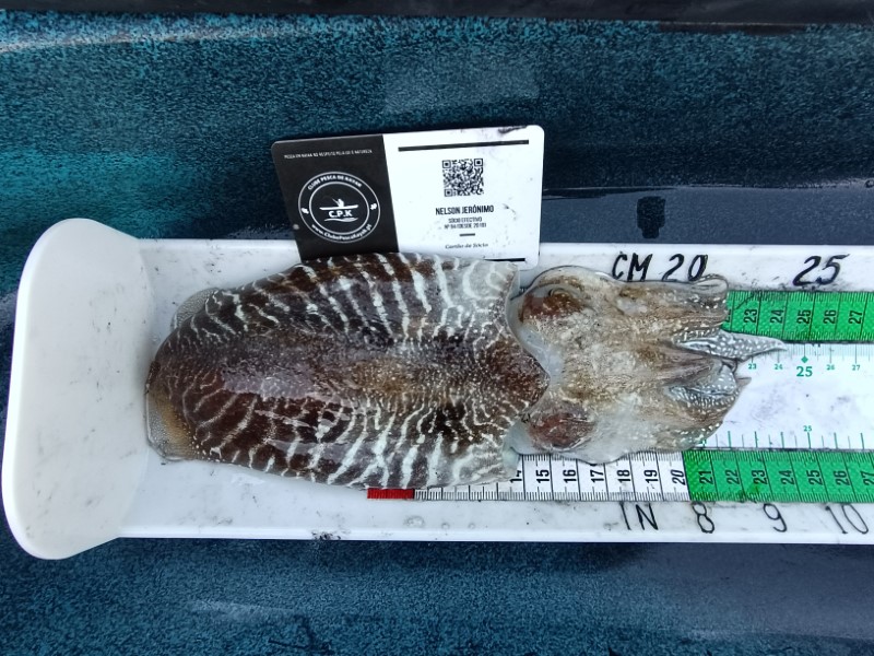 Fish Measure Picture